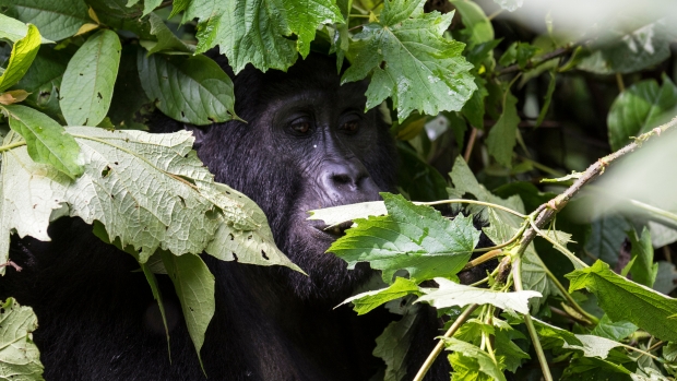 Silverback gorilla in jungle